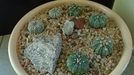 Grup de 7 Astrophytum; Astrophytum asterias cv Super Kabuto (2 ex.)  
Astrophytum asterias hb. (4 ex.)
Astrophytum myriostigma cv. Onzuka
