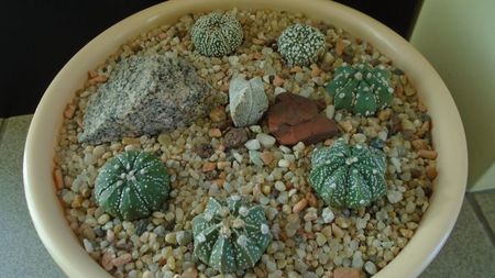 Grup de 7 Astrophytum; Astrophytum asterias cv Super Kabuto (2 ex.)  
Astrophytum asterias hb. (4 ex.)
Astrophytum myriostigma cv. Onzuka
