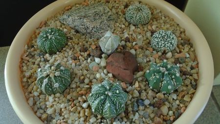 Grup de 7 Astrophytum; Astrophytum asterias cv Super Kabuto (2 ex.)  
Astrophytum asterias hb. (4 ex.)
Astrophytum myriostigma cv. Onzuka
