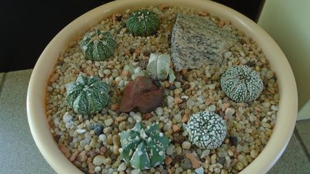 Grup de 7 Astrophytum; Astrophytum asterias cv Super Kabuto (2 ex.)  
Astrophytum asterias hb. (4 ex.)
Astrophytum myriostigma cv. Onzuka
