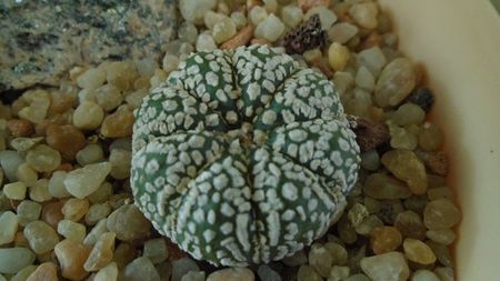 Astrophytum asterias cv Super Kabuto