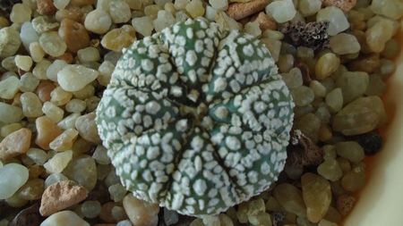 Astrophytum asterias cv Super Kabuto