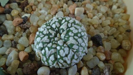 Astrophytum asterias cv Super Kabuto