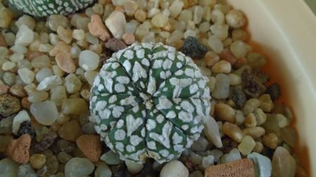 Astrophytum asterias cv Super Kabuto