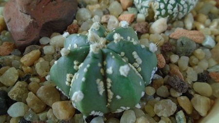 Astrophytum asterias hb.