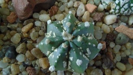 Astrophytum asterias hb.