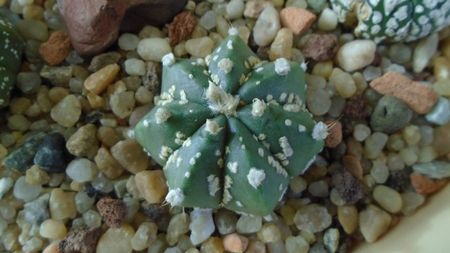 Astrophytum asterias hb.