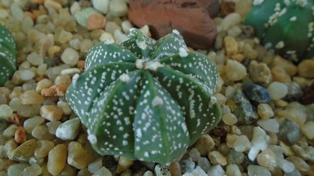 Astrophytum asterias hb.