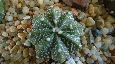 Astrophytum asterias hb.