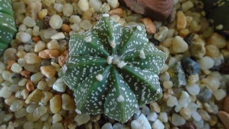 Astrophytum asterias hb.