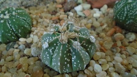 Astrophytum asterias hb.