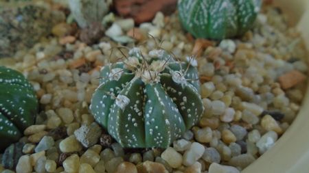 Astrophytum asterias hb.