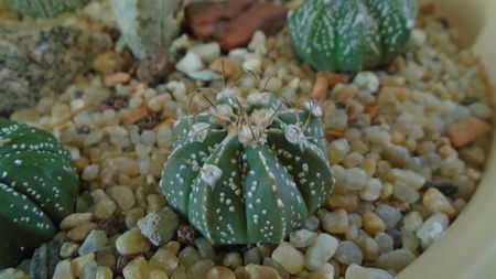 Astrophytum asterias hb.