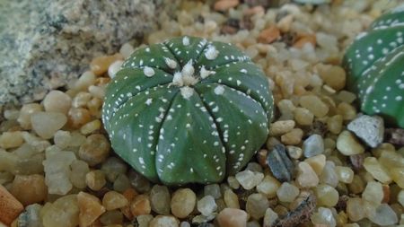 Astrophytum asterias hb.