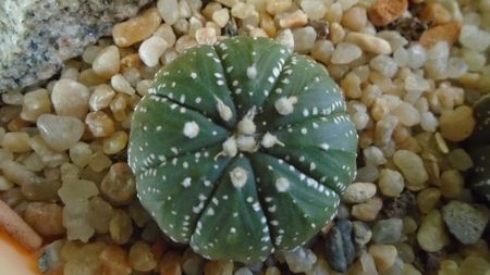 Astrophytum asterias hb.