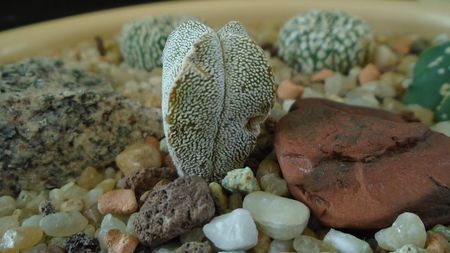 Astrophytum myriostigma cv. Onzuka quadricostatum