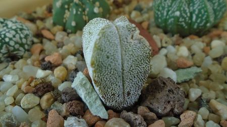 Astrophytum myriostigma cv. Onzuka quadricostatum