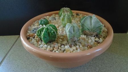 Grup de 7 Astrophytum; A. myriostigma hb. 
A. asterias cv. Ooibo Kabuto
A. asterias hb.
A. myriostigma hb. Fukuriyu x Marginata
A. myriostigma v. tricostatum
A. myriostigma v quadricostatum
A. capricorne v. niveum
