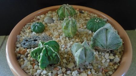 Grup de 7 Astrophytum; A. myriostigma hb. 
A. asterias cv. Ooibo Kabuto
A. asterias hb.
A. myriostigma hb. Fukuriyu x Marginata
A. myriostigma v. tricostatum
A. myriostigma v quadricostatum
A. capricorne v. niveum
