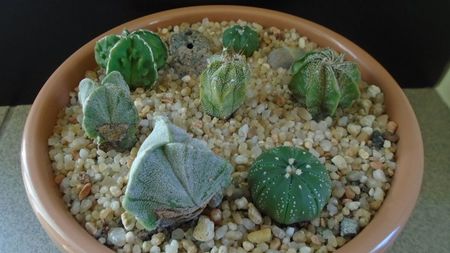 Grup de 7 Astrophytum; A. myriostigma hb. 
A. asterias cv. Ooibo Kabuto
A. asterias hb.
A. myriostigma hb. Fukuriyu x Marginata
A. myriostigma v. tricostatum
A. myriostigma v quadricostatum
A. capricorne v. niveum
