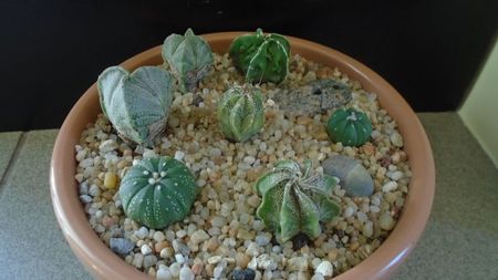 Grup de 7 Astrophytum; A. myriostigma hb. 
A. asterias cv. Ooibo Kabuto
A. asterias hb.
A. myriostigma hb. Fukuriyu x Marginata
A. myriostigma v. tricostatum
A. myriostigma v quadricostatum
A. capricorne v. niveum
