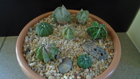 Grup de 7 Astrophytum; A. myriostigma hb. 
A. asterias cv. Ooibo Kabuto
A. asterias hb.
A. myriostigma hb. Fukuriyu x Marginata
A. myriostigma v. tricostatum
A. myriostigma v quadricostatum
A. capricorne v. niveum
