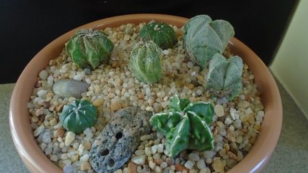 Grup de 7 Astrophytum; A. myriostigma hb. 
A. asterias cv. Ooibo Kabuto
A. asterias hb.
A. myriostigma hb. Fukuriyu x Marginata
A. myriostigma v. tricostatum
A. myriostigma v quadricostatum
A. capricorne v. niveum
