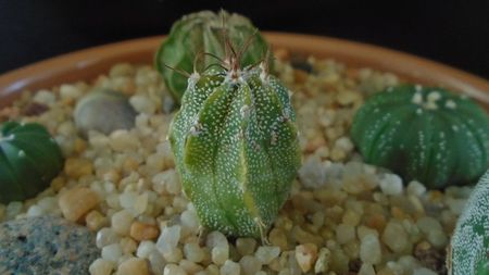 Astrophytum myriostigma hb. (clorofil-deficitar)