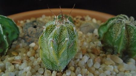 Astrophytum myriostigma hb. (clorofil-deficitar)