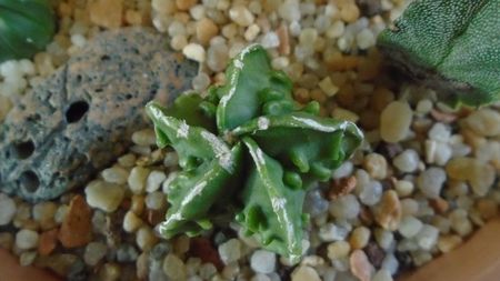 Astrophytum myriostigma hb. Fukuriyu x Marginata