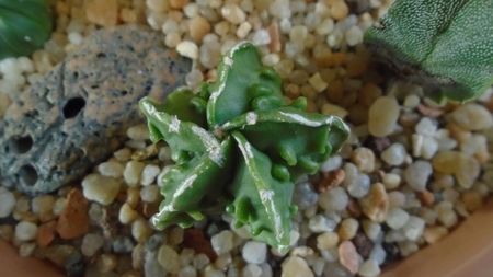 Astrophytum myriostigma hb. Fukuriyu x Marginata