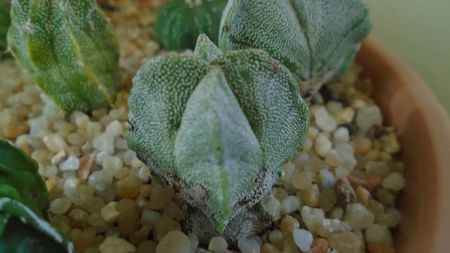 Astrophytum myriostigma v quadricostatum