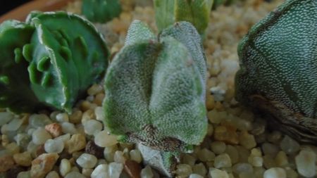 Astrophytum myriostigma v quadricostatum