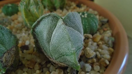 Astrophytum myriostigma v. tricostatum