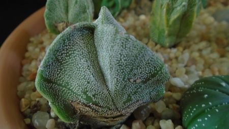 Astrophytum myriostigma v. tricostatum