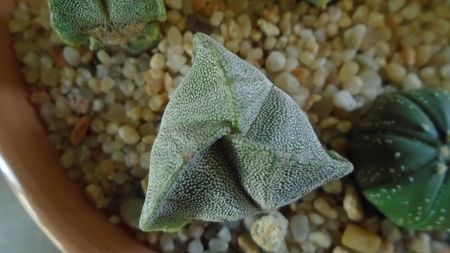 Astrophytum myriostigma v. tricostatum