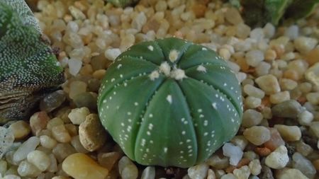 Astrophytum asterias hb. (floare rosie)