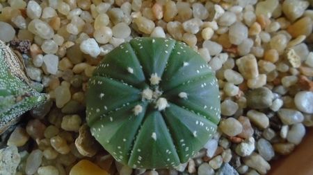 Astrophytum asterias hb. (floare rosie)