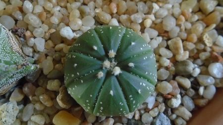 Astrophytum asterias hb. (floare rosie)