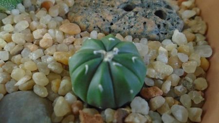 Astrophytum asterias cv. Ooibo Kabuto