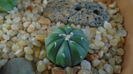 Astrophytum asterias cv. Ooibo Kabuto