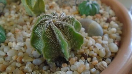 Astrophytum capricorne v. niveum, Cuatrocienegas, Coahuila, Mx