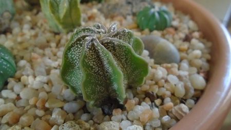 Astrophytum capricorne v. niveum, Cuatrocienegas, Coahuila, Mx