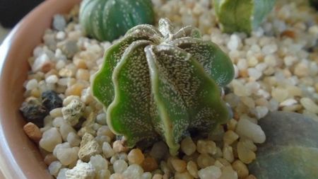 Astrophytum capricorne v. niveum, Cuatrocienegas, Coahuila, Mx