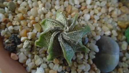 Astrophytum capricorne v. niveum, Cuatrocienegas, Coahuila, Mx