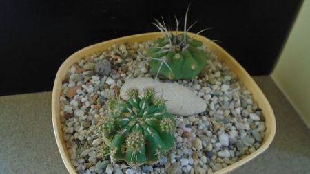 Grup de 2 Matucana; Matucana polzii
Matucana madisoniorum
