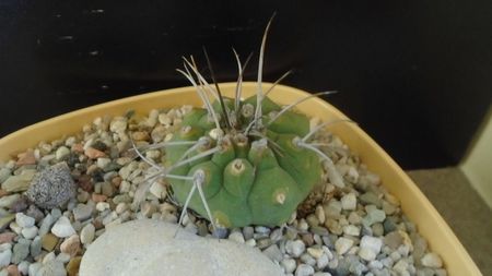 Matucana madisoniorum