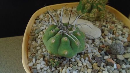 Matucana madisoniorum