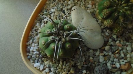 Matucana madisoniorum