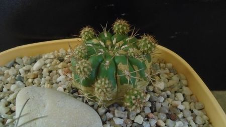 Matucana polzii